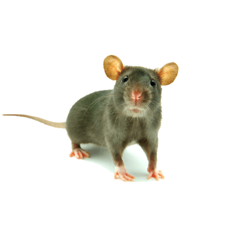 Deratizační stanice na jed pro myši Peti, 12,5 x 9,5 x 4,5 cm
